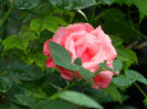 DSCN4602