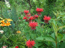 Menta indiana
