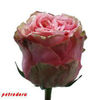 Rosa_Pink_Finess-50cm