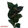 sg_hort_Leaf_red-70cm