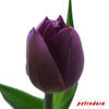 Tulipa-Purple-Lady-Lalea-40cm