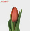 Tulip-Charade-35cm