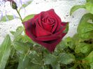 Black Baccara