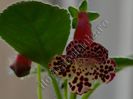 Kohleria Elvy (ni)