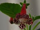Kohleria Elvy (ni)