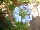 plumbago