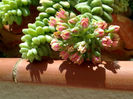 sedum inflorit