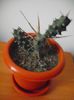 Theporocactus Articulatus