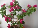 BOUGAINVILLEA Vera Deep Purple