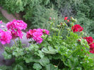 005 _ iunie- 2013
