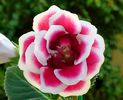 Scarlet (multumesc, Corina)