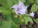datura blue eye