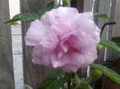 calystegia