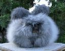 ANGORA