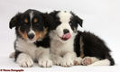 36068-Tricolour-Border-Collie-pups-white-background