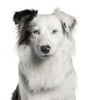 9564078-close-up-of-border-collie-2-years-old-in-front-of-white-background