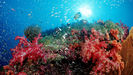 IndianOceanReef_m_0921