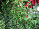 fuchsia Riccartonii