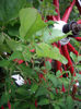 fuchsia Riccartonii
