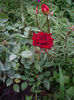 IMGP4844