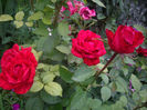 Red Intuition
