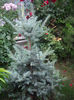 picea punges edith