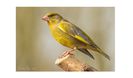 (Florintele)Carduelis Chloris - Mascul2