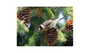 (Sticlete European)Carduelis carduelis - Mascul2