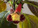 Kohleria Mary (ni)