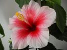 DSCF1538