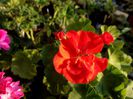 orange dublu