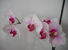 DSCF1592