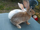 SAM_0593