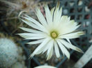 Setiechinopsis mirabilis - o floricica foarte parfumata 18.06.2013
