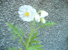 Solanum sisymbriifolium 18.06.2013