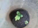 lufa -burete vegetal