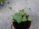 lophospermum
