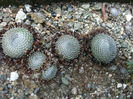 Orostachys spinosa (L.) Sweet 1830