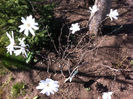 Magnolie stellata alba