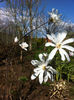 Magnolia Stellata alba-detaliu