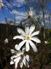 Magnolia Stellata alba-detaliu