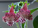Kohleria Elvy (ni)