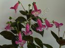 Kohleria Marta (ni)