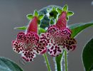 Kohleria Elvy (ni)