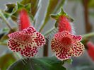 Kohleria Bibbi