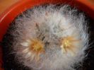 Mammillaria Albicoma 2013