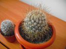 Mammillaria Bombycina