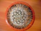 Mammillaria Bombycina