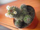 Mammillaria Crinita