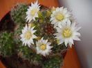 Mammillaria Crinita 2013